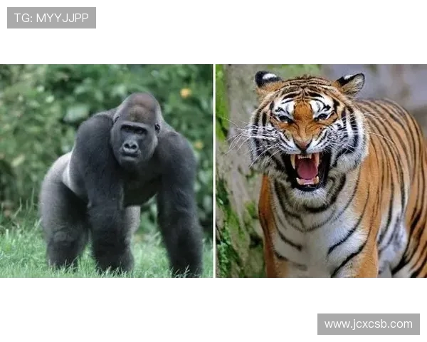 2020年火箭队与雷霆队全场精彩对决回顾与分析